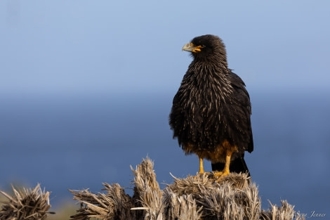 OTL21-22, Day 3, Caracara 1 Grand Jason © Sara Jenner - Oceanwide Expeditions.jpg