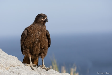 OTL21-22, Day 3, Caracara -Grand Jason © Sara Jenner - Oceanwide Expeditions.jpg