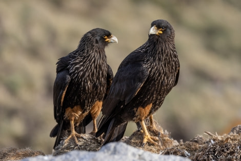 OTL21-22, Day 3, Caracara- Grand Jason © Sara Jenner - Oceanwide Expeditions.jpg