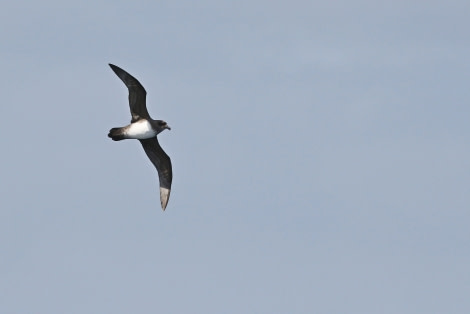 OTL21-22, Day 5, AtlanticPetrel_At sea_29oct2022 © Regis Perdriat - Oceanwide Expeditions.jpg