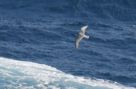 OTL21-22, Day 5, BluePetrel_At sea_29oct2022 © Regis Perdriat - Oceanwide Expeditions.jpg