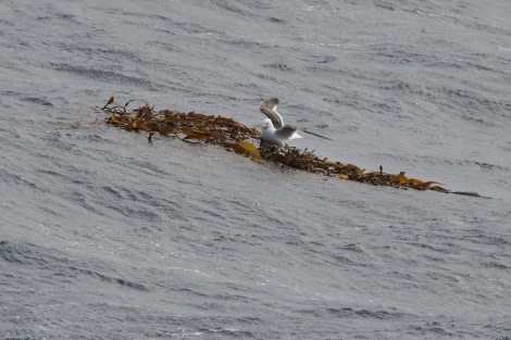 OTL21-22, Day 5, KelpGull_At sea_29oct2022 © Regis Perdriat - Oceanwide Expeditions.jpg