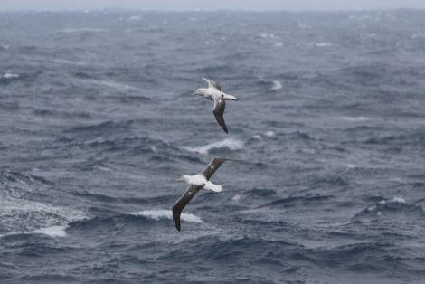 OTL21-22, Day 5, WanderingAlbatross_At sea_29oct2022 © Regis Perdriat - Oceanwide Expeditions.jpg