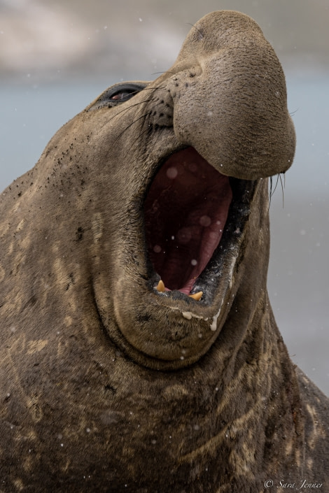 OTL21-22, Day 7, Elephant Seal 2 © Sara Jenner - Oceanwide Expeditions.jpg