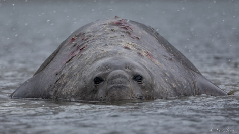 OTL21-22, Day 7, Elephant Seal 3 © Sara Jenner - Oceanwide Expeditions.jpg