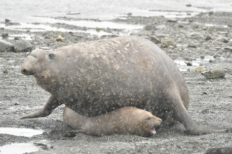 OTL21-22, Day 7, Elephant seal mating attempt - Hazel Pittwood © Hazel Pittwood - Oceanwide Expeditions.JPG