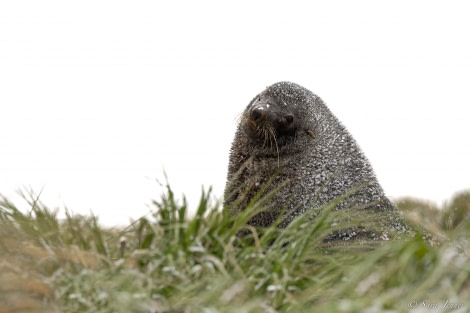 OTL21-22, Day 7, Fur Seal 1 © Sara Jenner - Oceanwide Expeditions.jpg