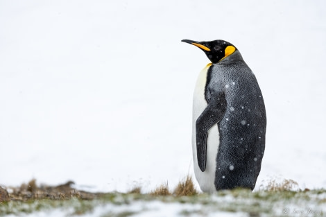 OTL21-22, Day 7, King Penguin © Sara Jenner - Oceanwide Expeditions.jpg