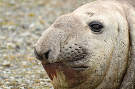 OTL21-22, Day 7, Male elephant seal - Hazel Pittwood © Hazel Pittwood - Oceanwide Expeditions.JPG