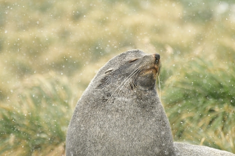 OTL21-22, Day 7, Male fur seal in the snow - Hazel Pittwood © Hazel Pittwood - Oceanwide Expeditions.JPG