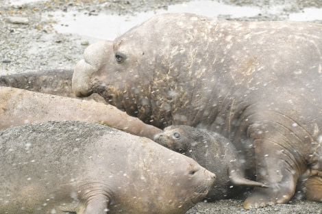 OTL21-22, Day 7, Male, female and pup elephant seals - Hazel Pittwood © Hazel Pittwood - Oceanwide Expeditions.JPG