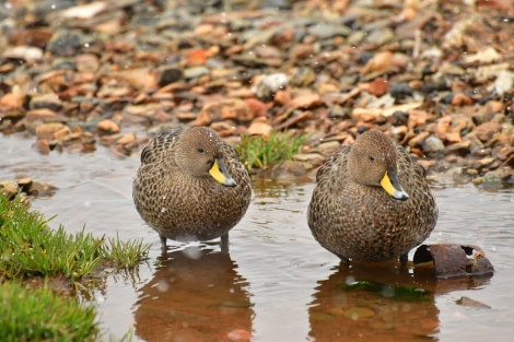 OTL21-22, Day 7, South Georgia Pintail - Hazel Pittwood © Hazel Pittwood - Oceanwide Expeditions.JPG