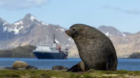 OTL21-22, Day 8, Stromness 5 © Sara Jenner - Oceanwide Expeditions.jpg