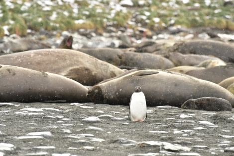 OTL21-22, Day 9, Gentoo and elephants - Hazel Pittwood © Hazel Pittwood - Oceanwide Expeditions.JPG