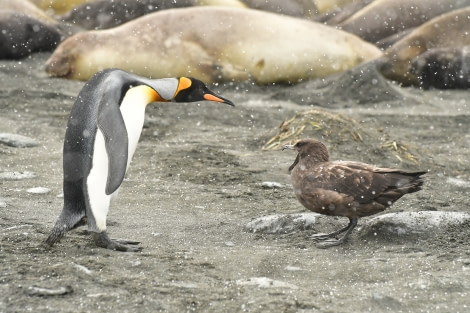 OTL21-22, Day 9, King penguin and skua - Hazel Pittwood © Hazel Pittwood - Oceanwide Expeditions.JPG