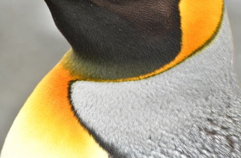 OTL21-22, Day 9, King penguin detail - Hazel Pittwood © Hazel Pittwood - Oceanwide Expeditions.JPG