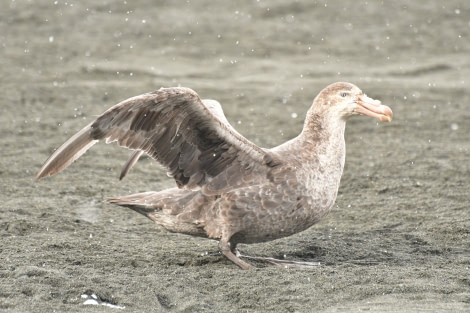 OTL21-22, Day 9, Northern Giant petrel - Hazel Pittwood © Hazel Pittwood - Oceanwide Expeditions.JPG