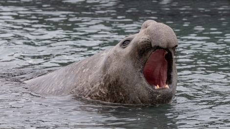 OTL21-22, Day 10, St Andrews 1 © Sara Jenner - Oceanwide Expeditions.jpg