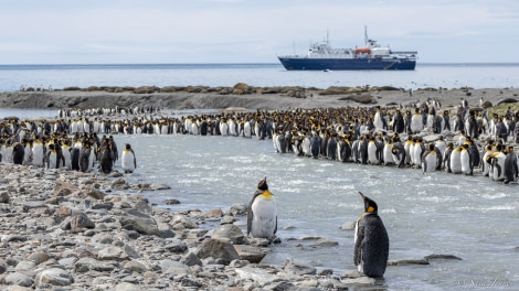 OTL21-22, Day 10, St Andrews 5 © Sara Jenner - Oceanwide Expeditions.jpg