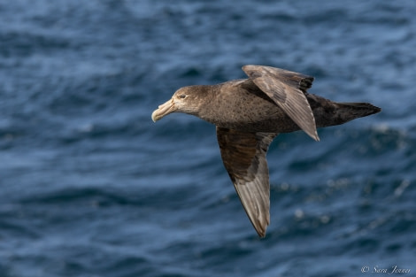 OTL21-22, Day 11, Petrel © Sara Jenner - Oceanwide Expeditions.jpg