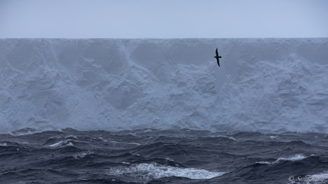 OTL21-22, Day 13, Iceberg 2 © Sara Jenner - Oceanwide Expeditions.jpg