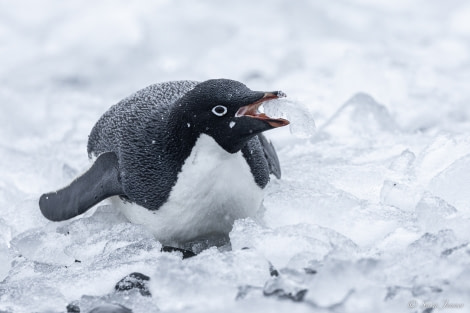 OTL21-22, Day 16, Adelie Penguin 2 © Sara Jenner - Oceanwide Expeditions.jpg