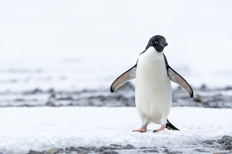 OTL21-22, Day 16, Adelie Penguin 3 © Sara Jenner - Oceanwide Expeditions.jpg