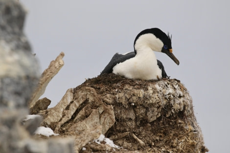 OTL21-22, Day 16, ANTARCTIC_SHAG © Regis Perdriat - Oceanwide Expeditions.jpg