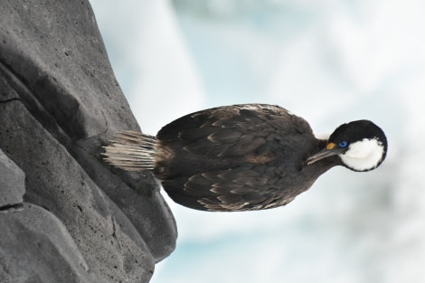 OTL21-22, Day 16, Blue-eyed shag 1 © Hazel Pittwood - Oceanwide Expeditions.JPG