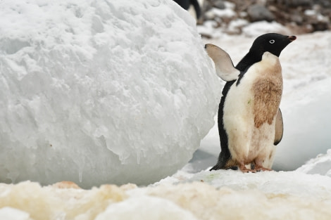 OTL21-22, Day 16, This is MY ice block © Hazel Pittwood - Oceanwide Expeditions.JPG