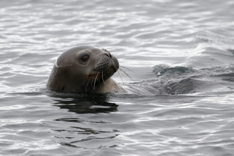 OTL21-22, Day 16, WEDDELL_SEAL © Regis Perdriat - Oceanwide Expeditions.jpg