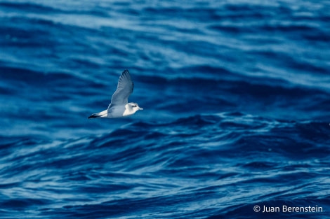 HDS21-22, Day 7, 2B5A0013 © Juan Berenstein - Oceanwide Expeditions.jpg