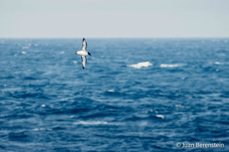 HDS21-22, Day 7, 2B5A9751 © Juan Berenstein - Oceanwide Expeditions.jpg