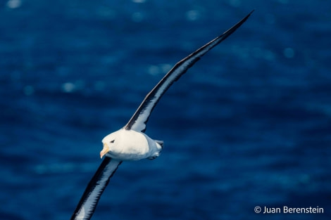 HDS21-22, Day 7, 2B5A9779 © Juan Berenstein - Oceanwide Expeditions.jpg