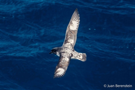 HDS21-22, Day 7, 2B5A9827 © Juan Berenstein - Oceanwide Expeditions.jpg