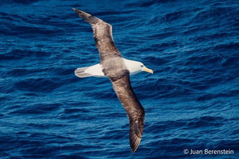 HDS21-22, Day 7, 2B5A9865 © Juan Berenstein - Oceanwide Expeditions.jpg