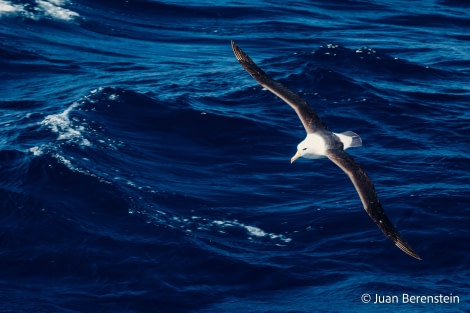 HDS21-22, Day 7, 2B5A9915 © Juan Berenstein - Oceanwide Expeditions.jpg