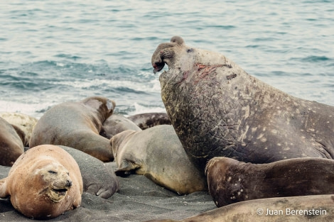 HDS21-22, Day 9, 2B5A1332 © Juan Berenstein - Oceanwide Expeditions.jpg