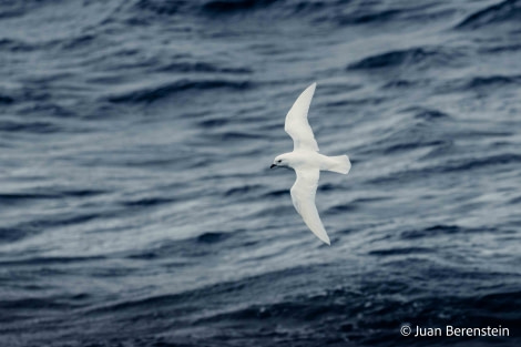 HDS21-22, Day 13, 2B5A2577 © Juan Berenstein - Oceanwide Expeditions.jpg