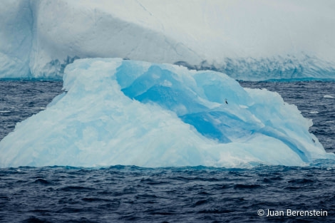 HDS21-22, Day 13, 2B5A2742 © Juan Berenstein - Oceanwide Expeditions.jpg