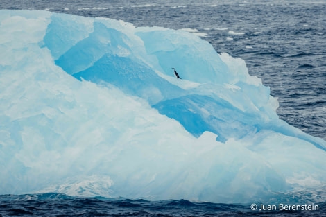 HDS21-22, Day 13, 2B5A2769 © Juan Berenstein - Oceanwide Expeditions.jpg