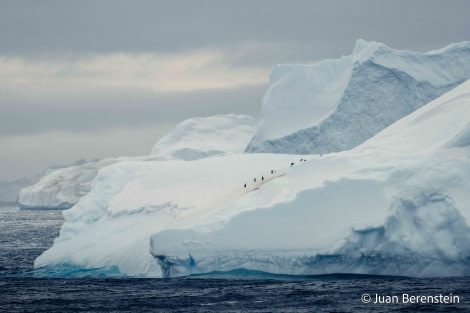 HDS21-22, Day 13, 2B5A2834 © Juan Berenstein - Oceanwide Expeditions.jpg