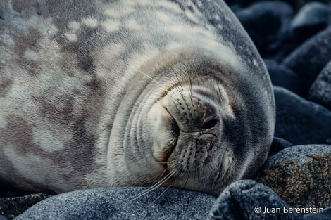 HDS21-22, Day 15, 2B5A3226 © Juan Berenstein - Oceanwide Expeditions.jpg