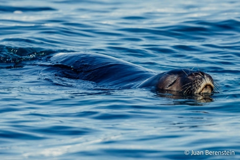 HDS21-22, Day 16, 2B5A3494 © Juan Berenstein - Oceanwide Expeditions.jpg