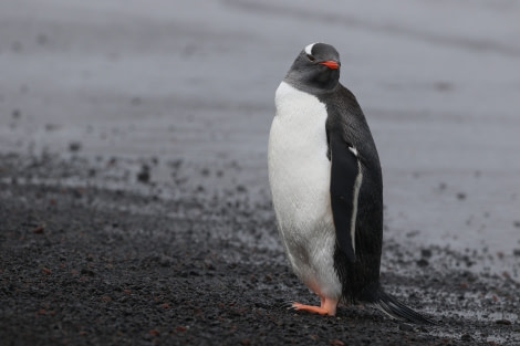 OTL22-22, Day 8, DeceptionIsland_WhalersBay (1) © Regis Perdriat - Oceanwide Expeditions.jpg