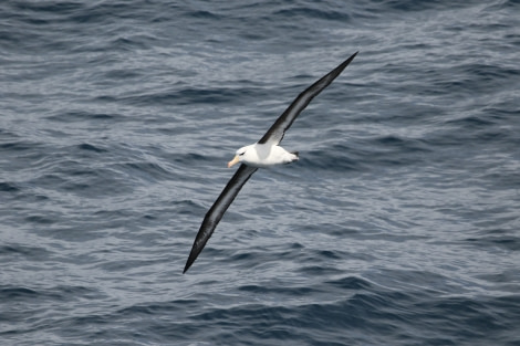 OTL22-22, Day 2, Black browed albatros (2) © Regis Perdriat - Oceanwide Expeditions.jpg