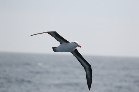 OTL22-22, Day 2, Black browed albatros (4) © Regis Perdriat - Oceanwide Expeditions.jpg