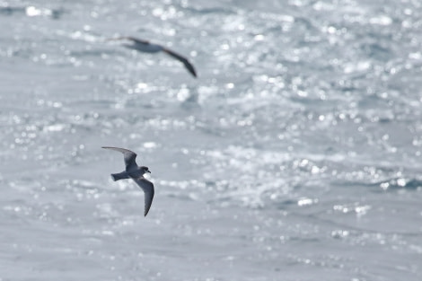 OTL22-22, Day 2, Blue petrel © Regis Perdriat - Oceanwide Expeditions.jpg