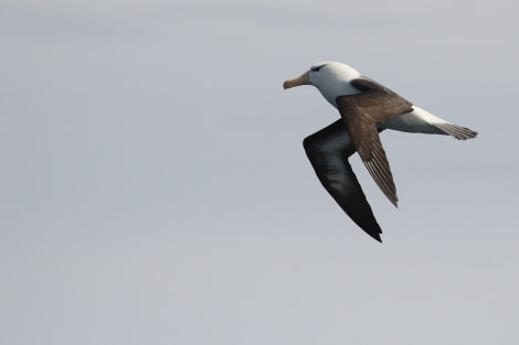 OTL22-22, Day 2, Black browed albatros (5) © Regis Perdriat - Oceanwide Expeditions.jpg