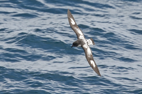 OTL22-22, Day 2, Cape petrel © Regis Perdriat - Oceanwide Expeditions.jpg